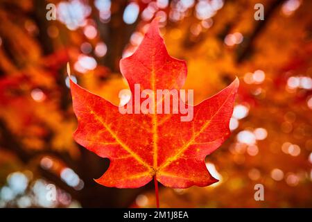 Focus on single perfect red leaf in center with orange and brown soft background from tree Stock Photo