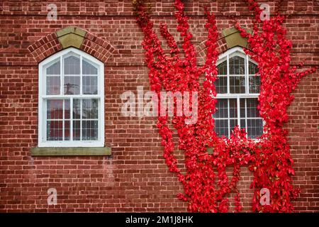 Pair of windows on brick wall straight on with one surrounded by vibrant red vines Stock Photo