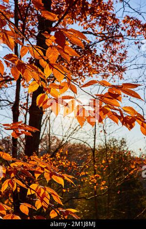 Detail of light behind beautiful orange leaves on trees in late fall Stock Photo