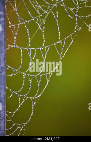 Dew drops small covering entire spider web in detail against soft green background Stock Photo