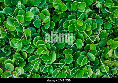 Detail wall of green plants in rainforest garden round leaves Stock Photo