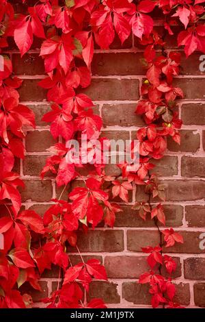 Vertical detail straight on brick wall with bright red vines growing over Stock Photo