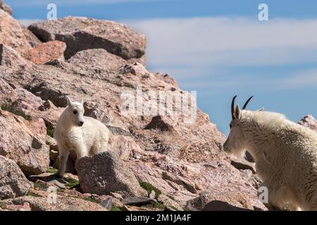 Mountain goat kid looking at its mom Stock Photo