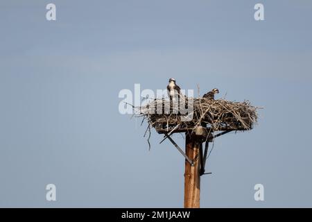 Female osprey and visible fledgling in man-made nest on a pole near Saratoga, Wyoming Stock Photo