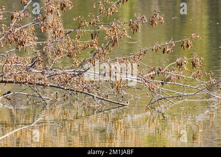 Close up shot of dried tree on pond at Oklahoma Stock Photo