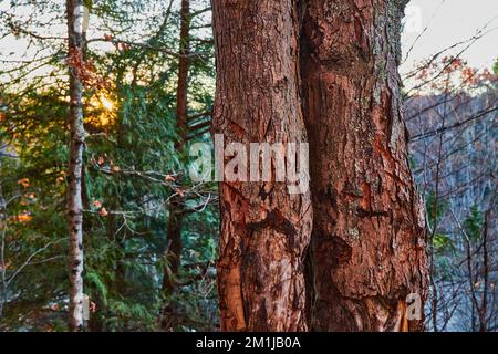 Tree trunk in late fall forest with pine trees and golden sun peaking from behind Stock Photo