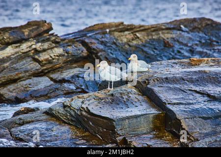 Pair of seagull birds on rocky coast of Maine with water Stock Photo