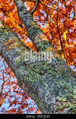 Tree bark covered in moss and lichen with orange leaves during late fall Stock Photo