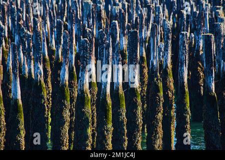 Detailed collection of dozens of old wood pilings covered in moss Stock Photo
