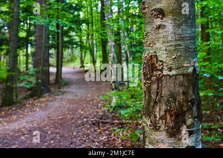 Tree bark in detail on tree with soft hiking trail into lush forest behind Stock Photo
