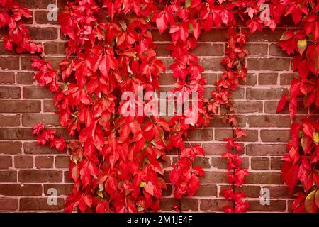 Detail of brick wall straight on with red vines growing over Stock Photo