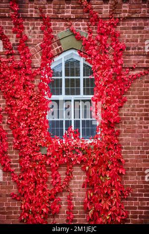 Bright red vines grow on brick wall around window straight on Stock Photo