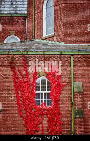 Straight on brick church building with bright red vines grown on wall and around window Stock Photo