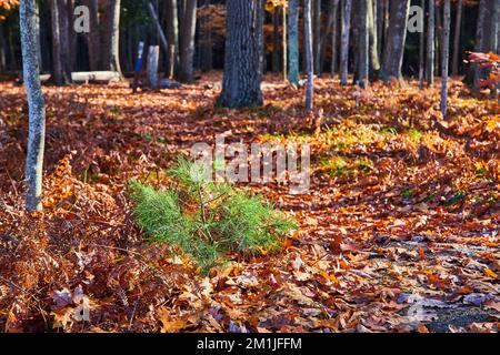 Small pine tree growing on forest floor in late fall covered in orange leaves and campsite in background Stock Photo