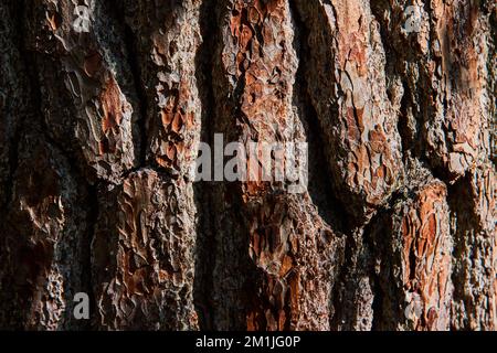 Texture detail asset of thick brown wood bark straight on Stock Photo
