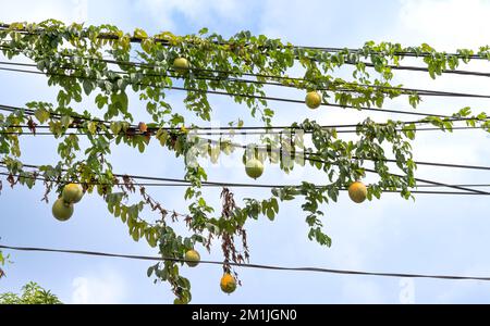 Unripe Momordica Cochinchinensis fruit (Gac, Gourd Gourd, Young Jackfruit, Gourd Nam Bo) hanging on an electric wire. It is grown in Southeast Asia an Stock Photo