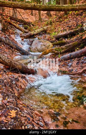 Fallen logs around fall forest river creek through clay with clear waters in Michigan Stock Photo