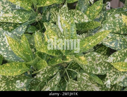 aucuba japonica plant with variegated leaf outdoors with daylight Stock Photo