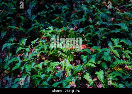 Wall of green ferns straight on with spotlight and fall leaves Stock Photo