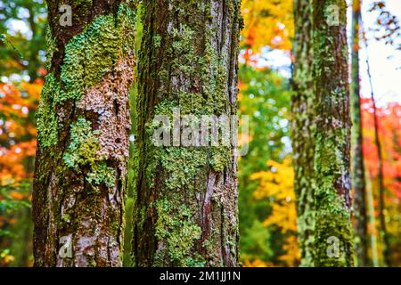 Moss and lichen covering tree trunks in detail on colorful forest Stock Photo