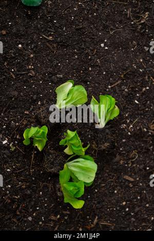 Romaine lettuce seedlings. Growing pure vegetables in your own garden. Lettuce plant set on the ground.Home garden Stock Photo