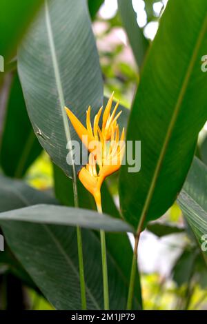 Bird Of Paradise Flower. Rich Colors Of The Bird Of Paradise Tropical 