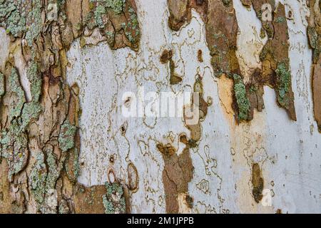 Tree texture detail asset of bark with white trunk Stock Photo
