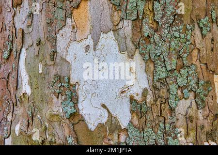 Texture asset of tree bark with white trunk Stock Photo