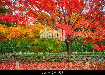 Peak fall outside of apple orchard with stunning red and orange leaves everywhere along stone wall Stock Photo