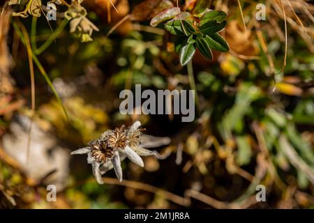 Leontopodium nivale flower growing in mountains, close up Stock Photo