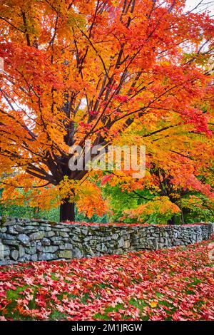Tree covered in vibrant orange leaves along stone wall with piles of red leaves on ground Stock Photo
