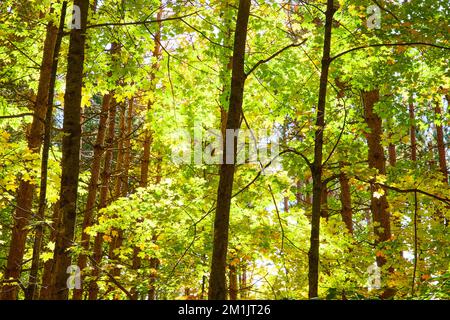 Serene golden green forest branches in morning light Stock Photo