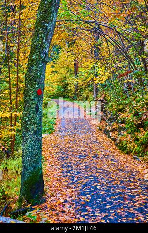Forest with hiking path covered in fall leaves and trail marker on nearby tree Stock Photo