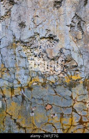 Detail texture of cracking cement wall with orange lichen Stock Photo