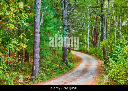 Dirt road curves through a beautiful green and lush forest scene Stock Photo