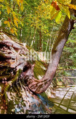 Bent tree trunk growing on wall up along boardwalk trail Stock Photo