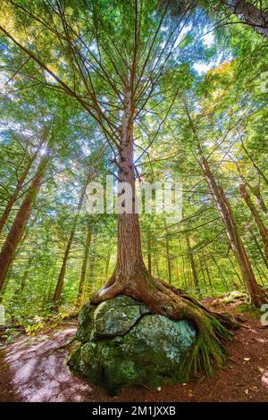 Stunning tall tree growing over boulder with exposed roots looking up from below Stock Photo