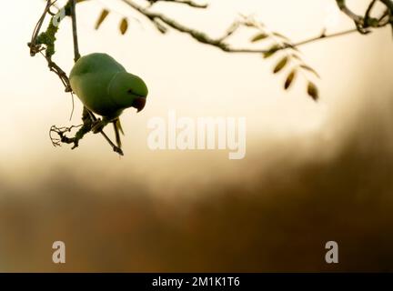 A wild Ring-necked Parakeet perched in a tree of a Warwickshire garden Stock Photo