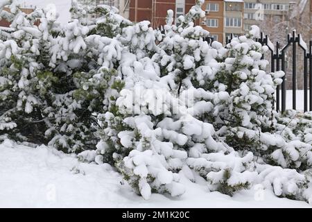 Snow-covered trees after snowfall in winter park. Moscow, Russia Stock Photo