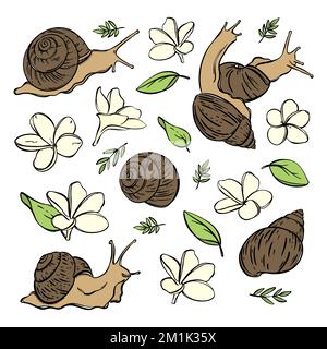 SNAIL COSMETICS Various Gastropoda And Mucin Organic Preparations For Health And Beauty Flowers Pharmaceutical Sketch Hand Drawn Element Set For Desig Stock Vector