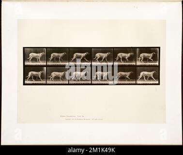 Animal locomotion. Plate 706 , Dogs, Animal locomotion, an electro-photographic investigation of consecutive phases of animal movements Stock Photo