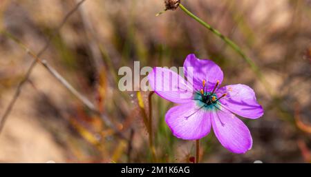 pink flower of the carnivorous plant Drosera cistiflora in natural habitat with copyspace and blurry background Stock Photo