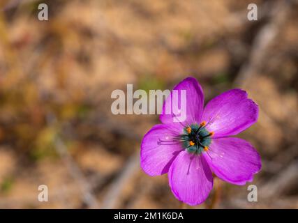 pink flower of the carnivorous plant Drosera cistiflora in natural habitat with copyspace and blurry background Stock Photo