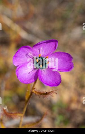 pink flower of the carnivorous plant Drosera cistiflora in natural habitat with copyspace and blurry background Stock Photo