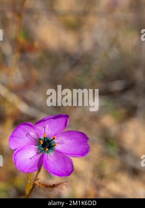 pink flower of the carnivorous plant Drosera cistiflora in natural habitat with copyspace and blurry background Stock Photo