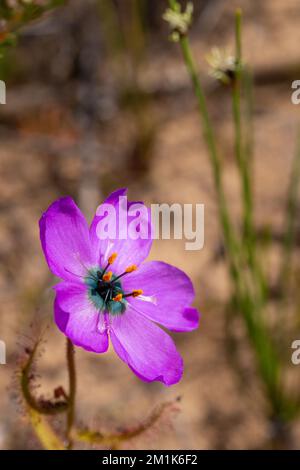 pink flower of the carnivorous plant Drosera cistiflora in natural habitat with copyspace and blurry background Stock Photo