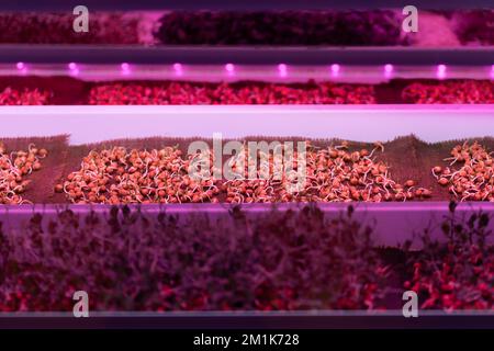 Germinating pea seeds without soil under LED grow light in hydroponic garden Stock Photo
