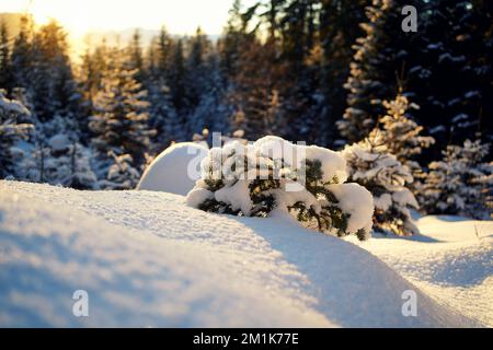Beautiful snow forest landscape at sunset in Laterns, Vorarlberg, Austria. Stock Photo