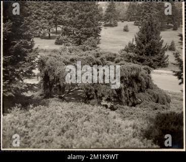 Arnold Arboretum. Tsuga Canadensis Pendula, Sargent Weeping Hemlock , Botanical gardens, Trees, Arnold Arboretum.  Leon Abdalian Collection Stock Photo