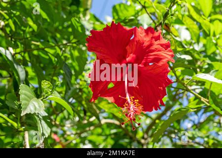 Close-up of wild bright red Hibiscus flower in bloom Stock Photo